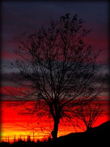 sunrise-tree